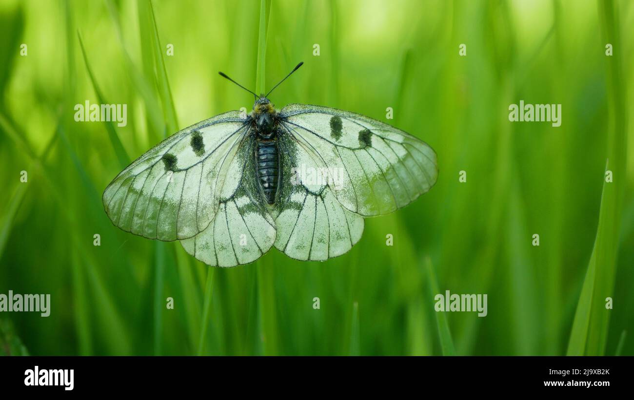 Getrübter apollo Parnassius mnemosyne Schmetterling, der auf einer Stammpflanze, einer Grasblume, Schwalbenschwanzschmetterlingen, Tierinsekten, Nahaufnahmen, Flügeln ruht Stockfoto
