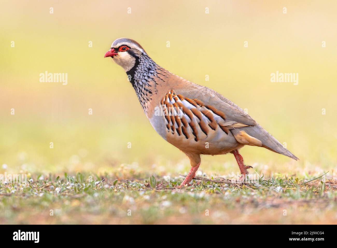 Rotbeinige Rebhuhn (Alectoris rufa) ist ein GameBird in der Familie der Fasan. Dieser Vogel wird zum Schießen gezüchtet und als Wild verkauft und gegessen. Wildtierszene Stockfoto