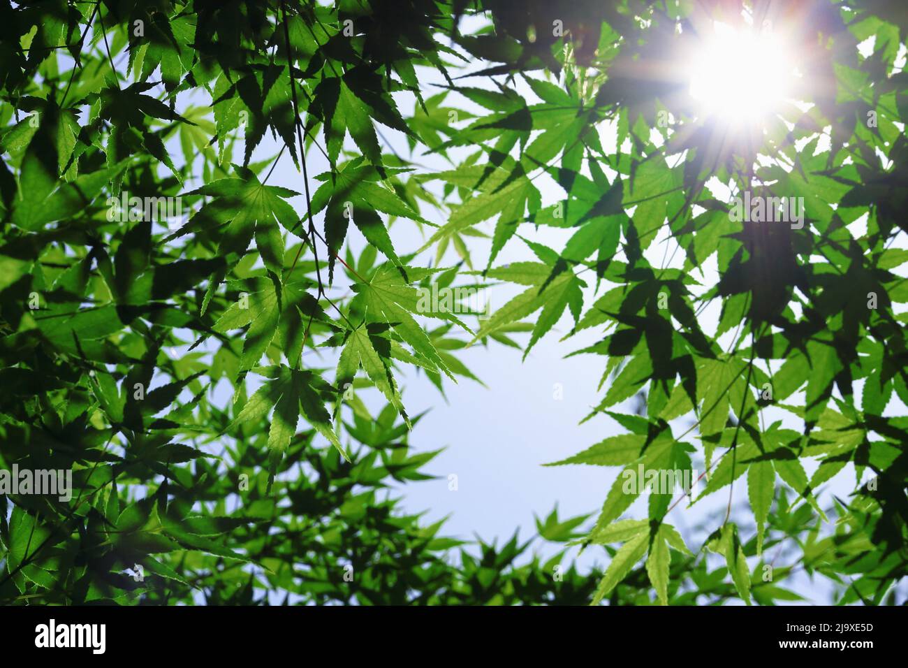 Frische grüne Ahornblätter, die sich wie ein Baldachin unter dem klaren blauen Himmel überlagern Stockfoto