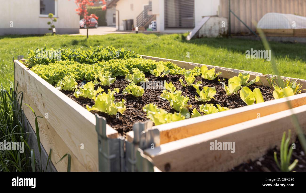 Erhöhte erhöhte Garten Bett zu Hause Garten zum Einstechen Gemüse Stockfoto
