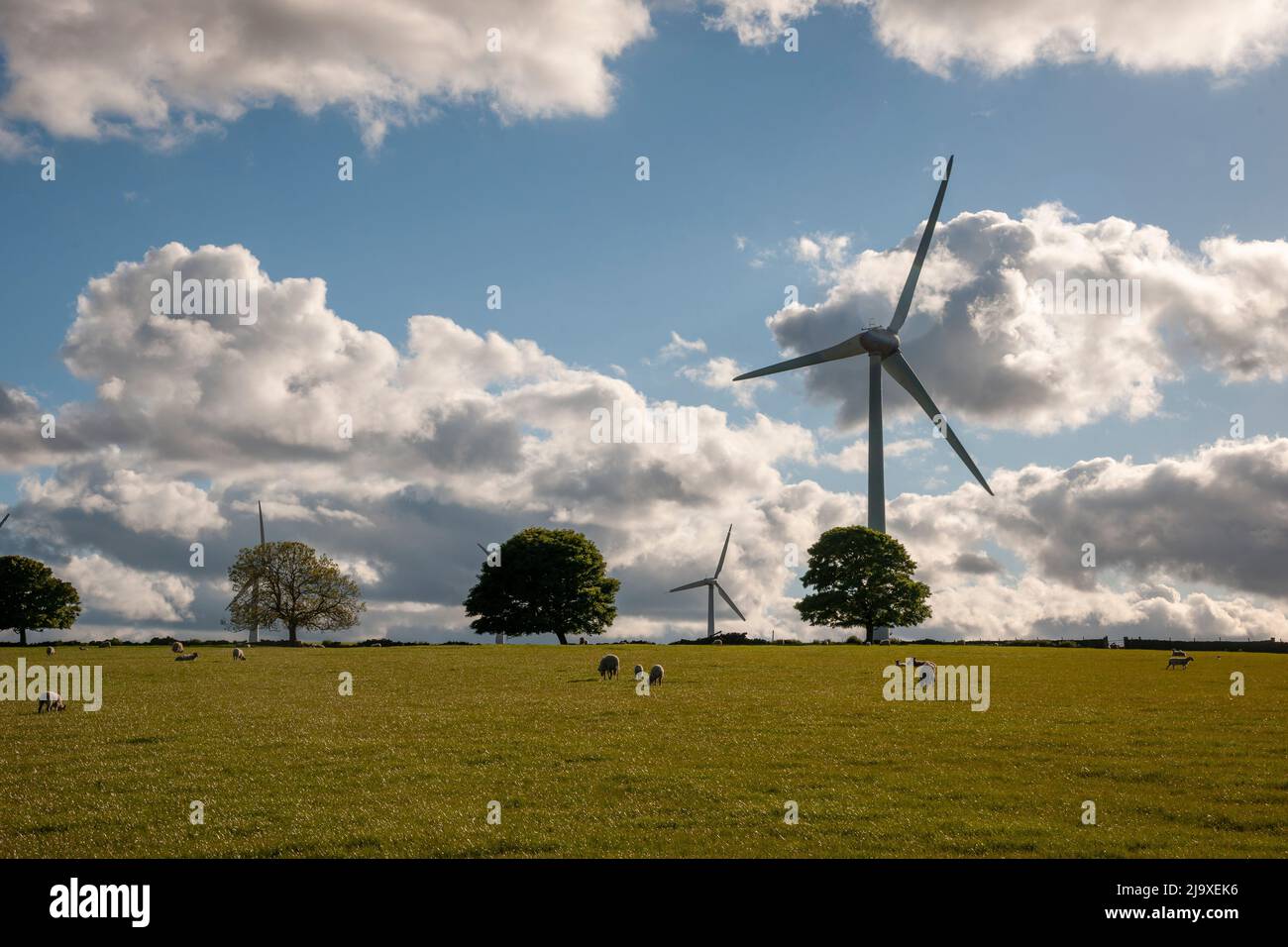 An einem bewölkten Frühlingstag grasen Schafe auf Feldern unter Windkraftanlagen Stockfoto