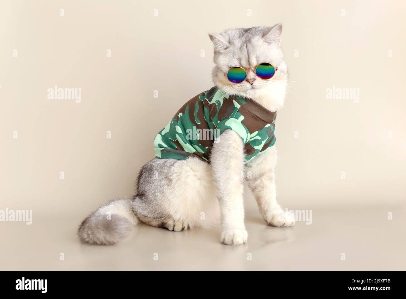 Eine Katze in Sonnenbrille und ein T-Shirt im Militärstil, das auf einem beigen Hintergrund sitzt Stockfoto