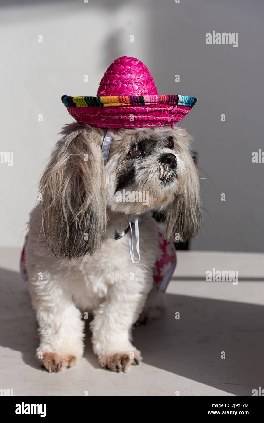 Ein Shih-Tzu-Hund mit einem rosa mexikanischen Hut. Stockfoto