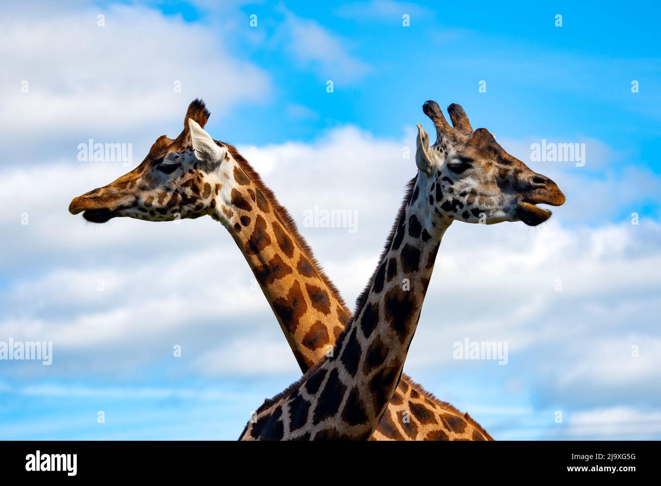 Rothschild Giraffen (Giraffa Plancius Rothschildi) Stockfoto