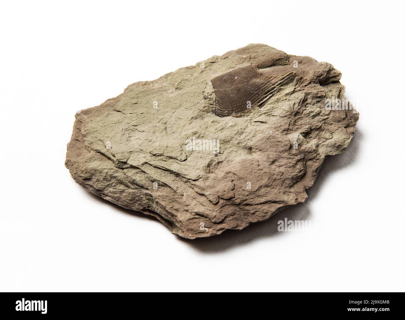 Stein mit Fossilien auf weißem Hintergrund Stockfoto