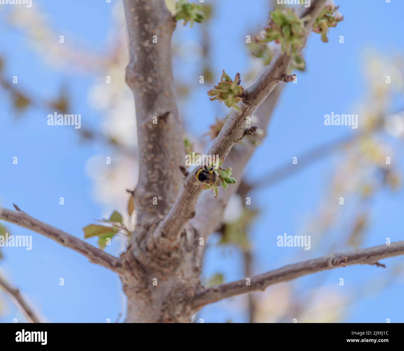Honigbiene fehlt Konzept oder verschwinden Bienen Botschaft Zeichen als Landwirtschaft Symbol für die Landwirtschaft Bestäubungskrise als der Rückgang und Verschwinden Stockfoto