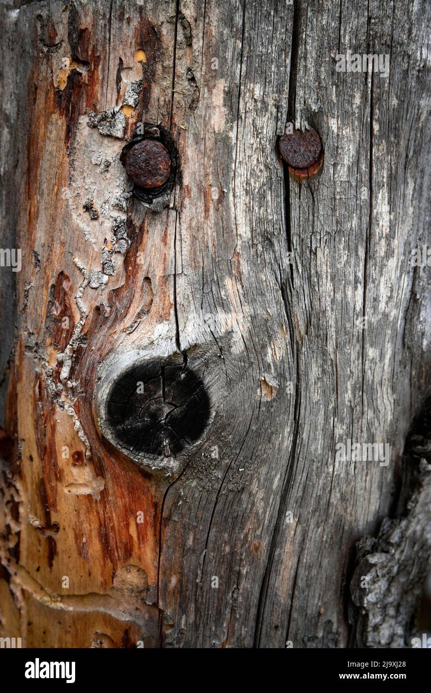 Abstrakter Hintergrund oder Textur zwei rostige Nägel in altem Holz Stockfoto
