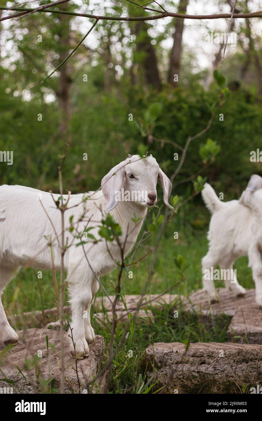 Weiße Ziegen spielen auf Felsen Stockfoto