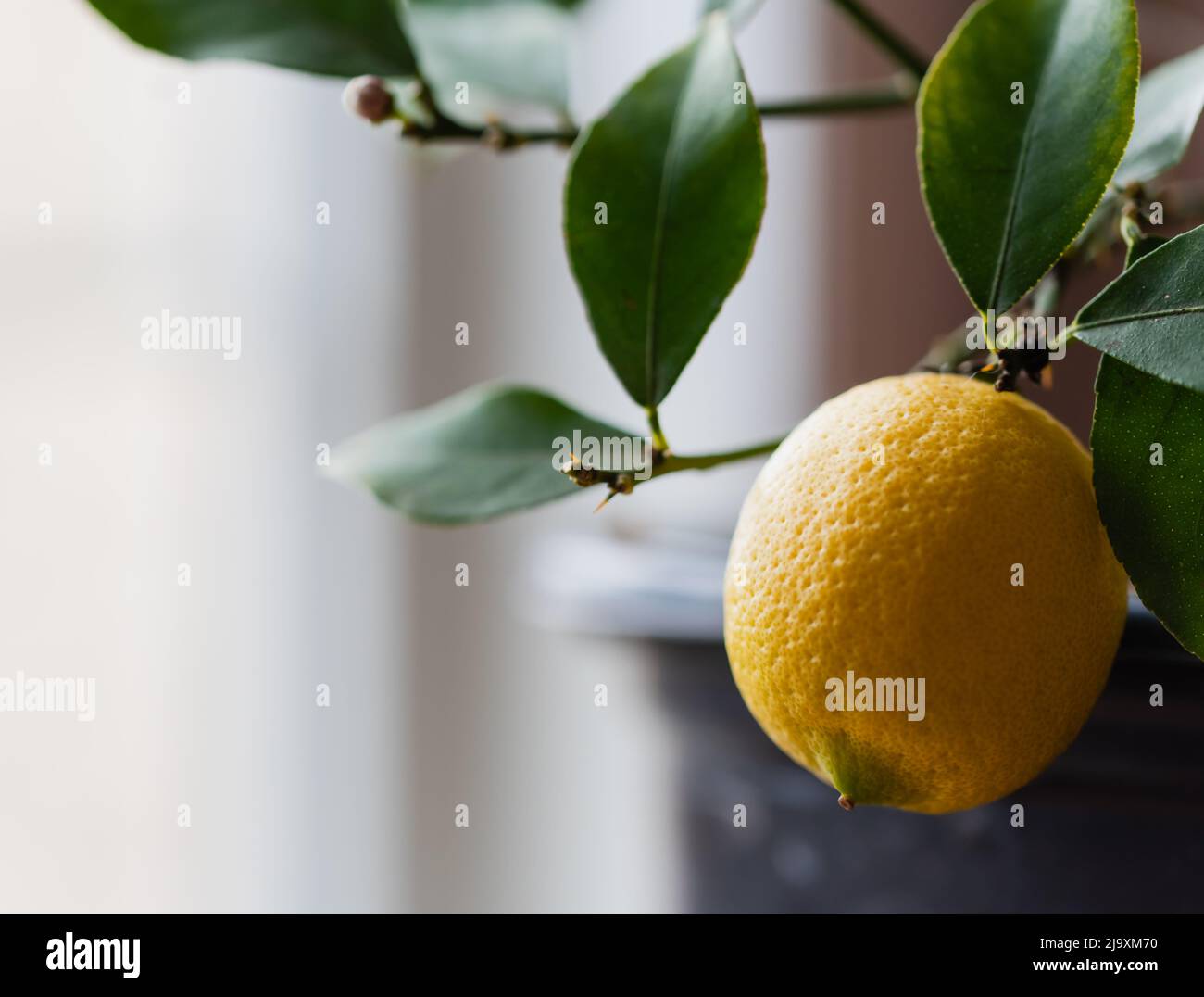 Nahaufnahme einer Zitrone, die im Innenbereich auf einem eingetopften Zitronenbaum wächst. Stockfoto