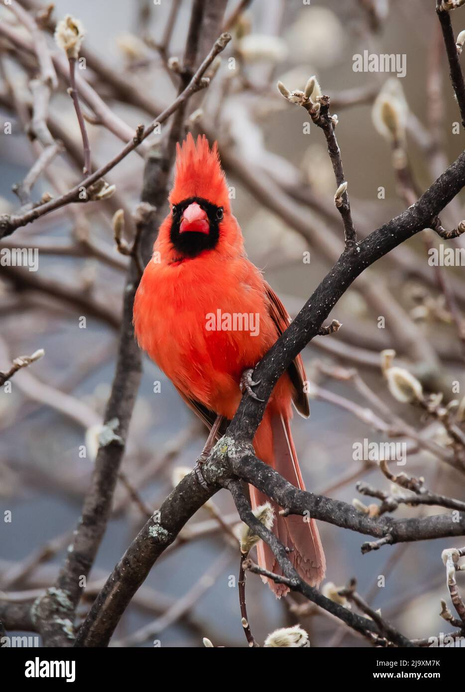 Nahaufnahme eines leuchtend roten Kardinalvogels, der im Frühjahr auf einem Baumzweig sitzt. Stockfoto