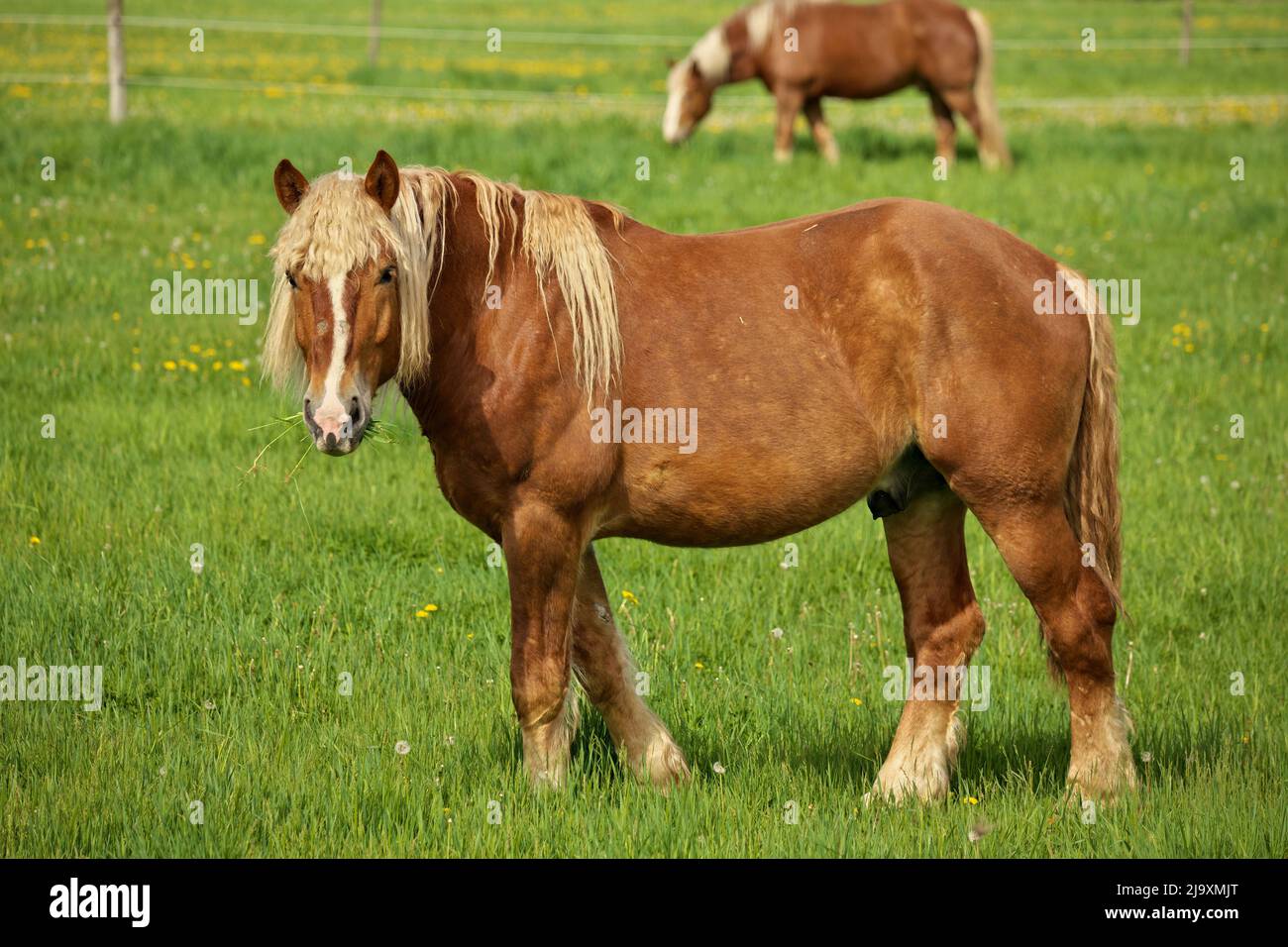Ein männlicher Flaxen Chestnut Horse Hengst schaut auf die Kamera, während er auf der Weide grast Stockfoto