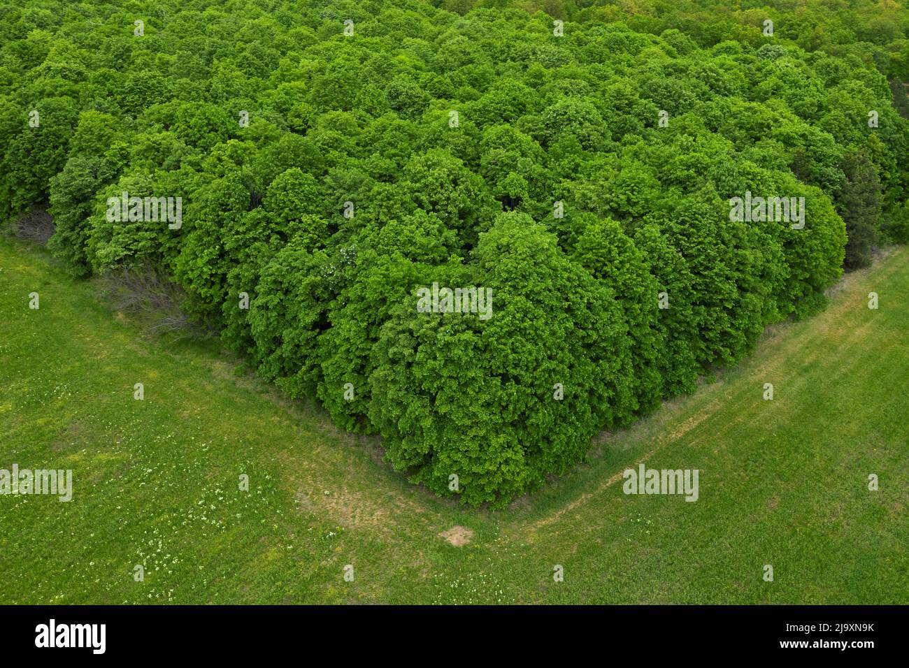 Luftaufnahme zum grünen Wald Stockfoto