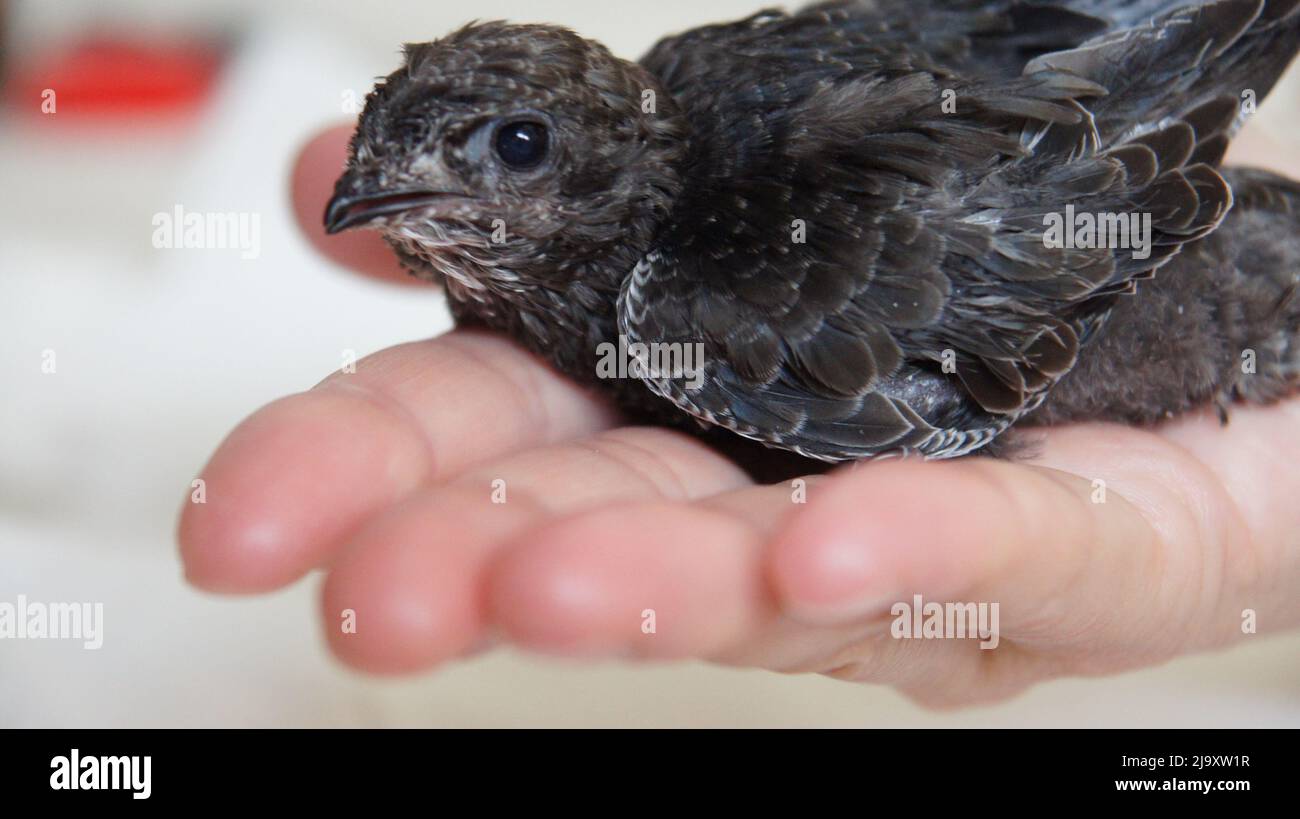 Baby Küken auf Handfläche. Ein Baby Vogel, der aus dem Nest fiel und von einem Mann aufgezogen wurde Stockfoto