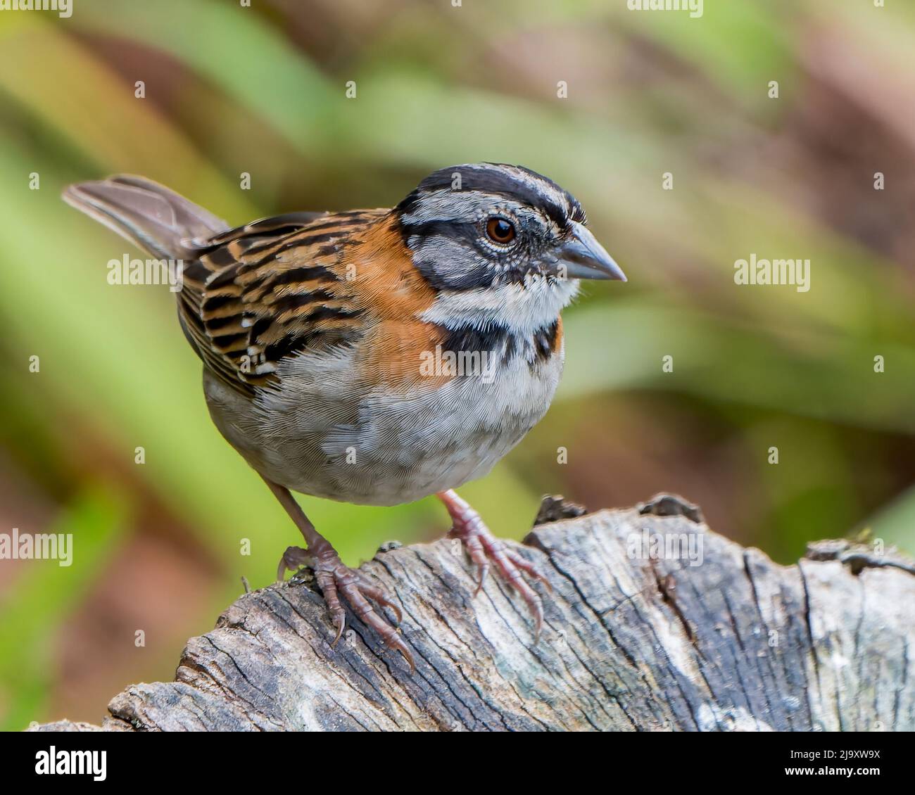 Rübenspatze (Zonotrichia capensis) auf einem Stumpf im Talamanca-Hochland von Costa Rica Stockfoto