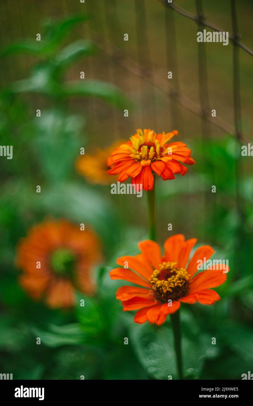 Im Garten wachsen orangefarbene Zinnia-Blumen Stockfoto