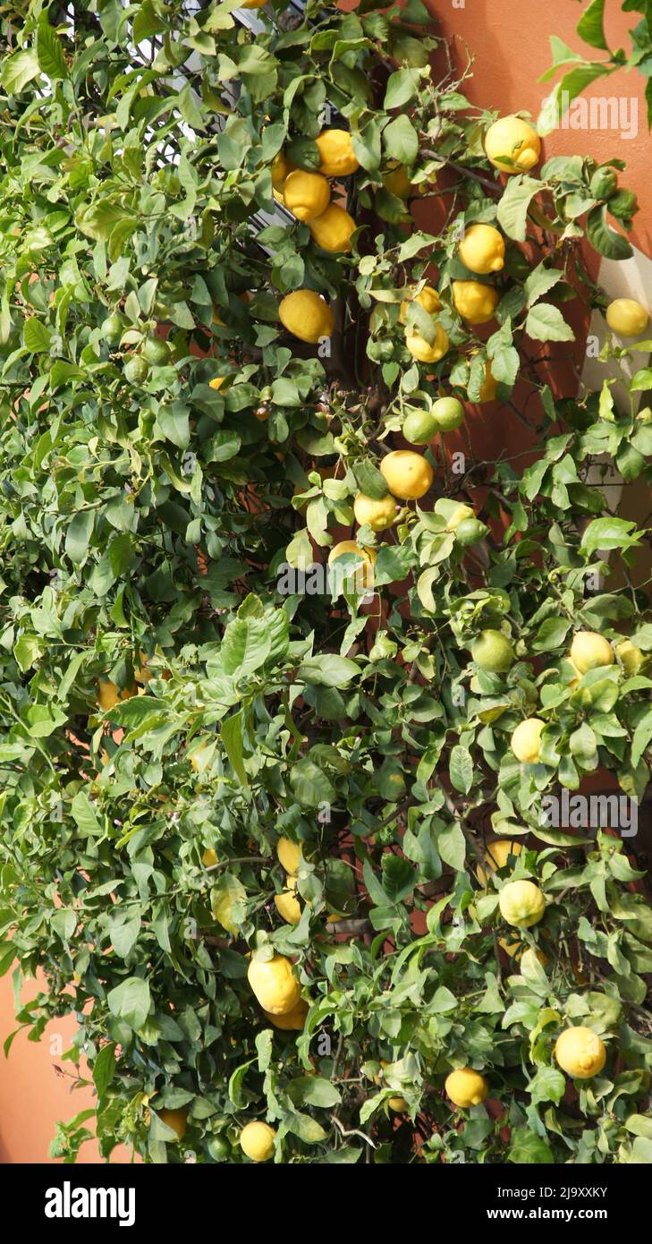 Zitronenbaum im Hausgarten Stockfoto