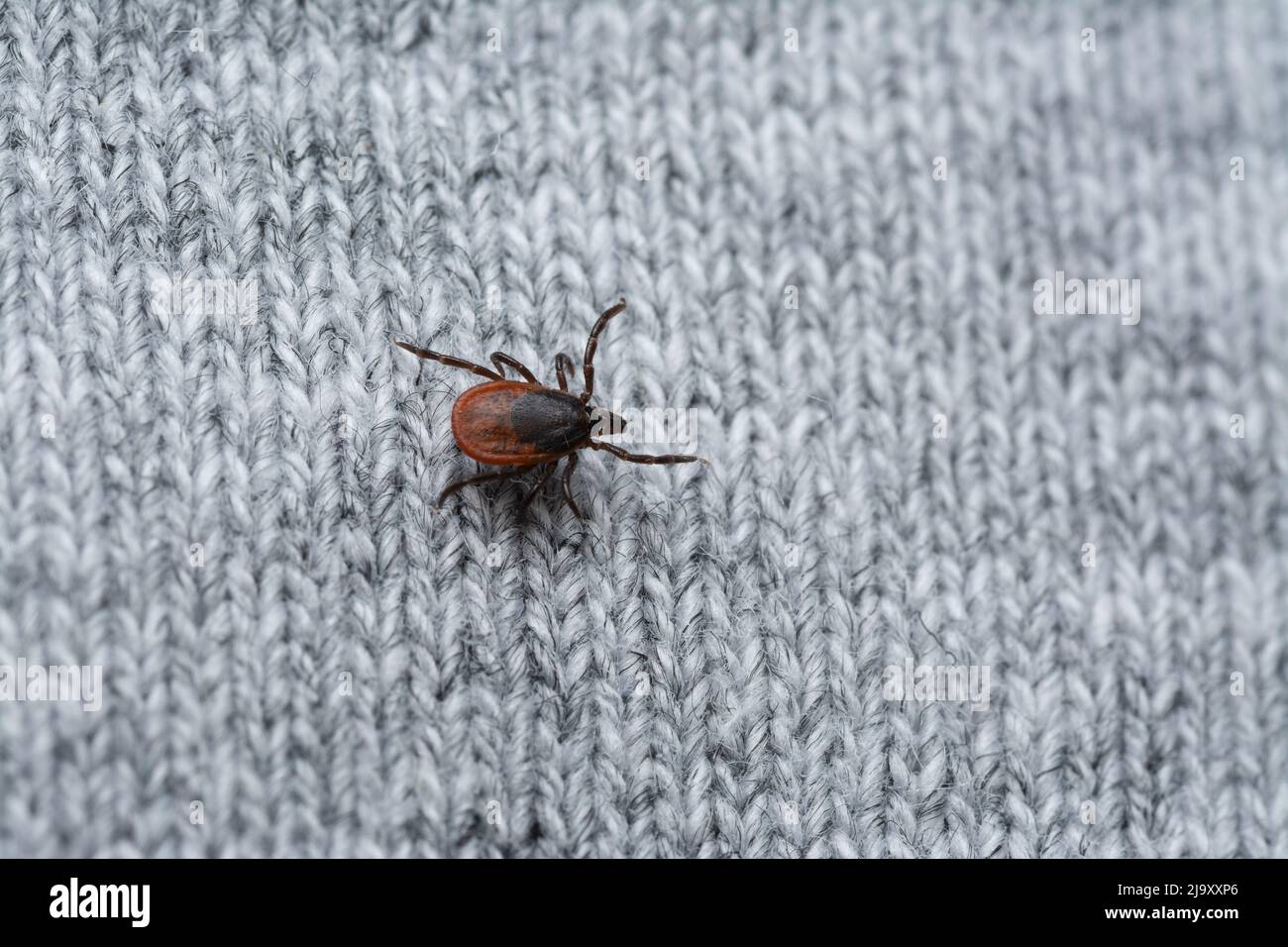 Gefährliche Blutsauger Zecke auf menschliche Kleidung warten auf Opfer Stockfoto