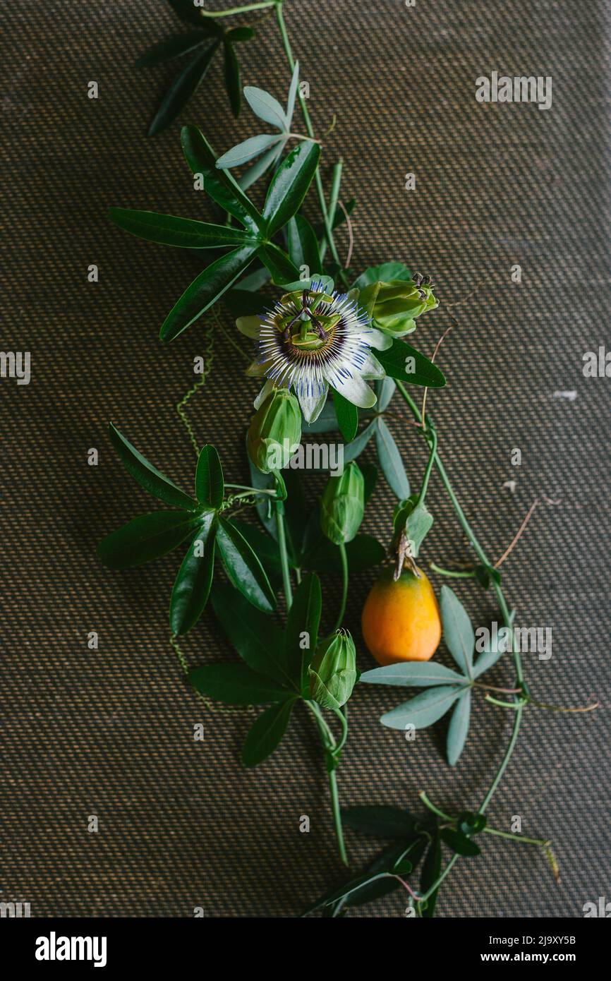 Passionsblume Frucht auf einem strukturierten Hintergrund Stockfoto