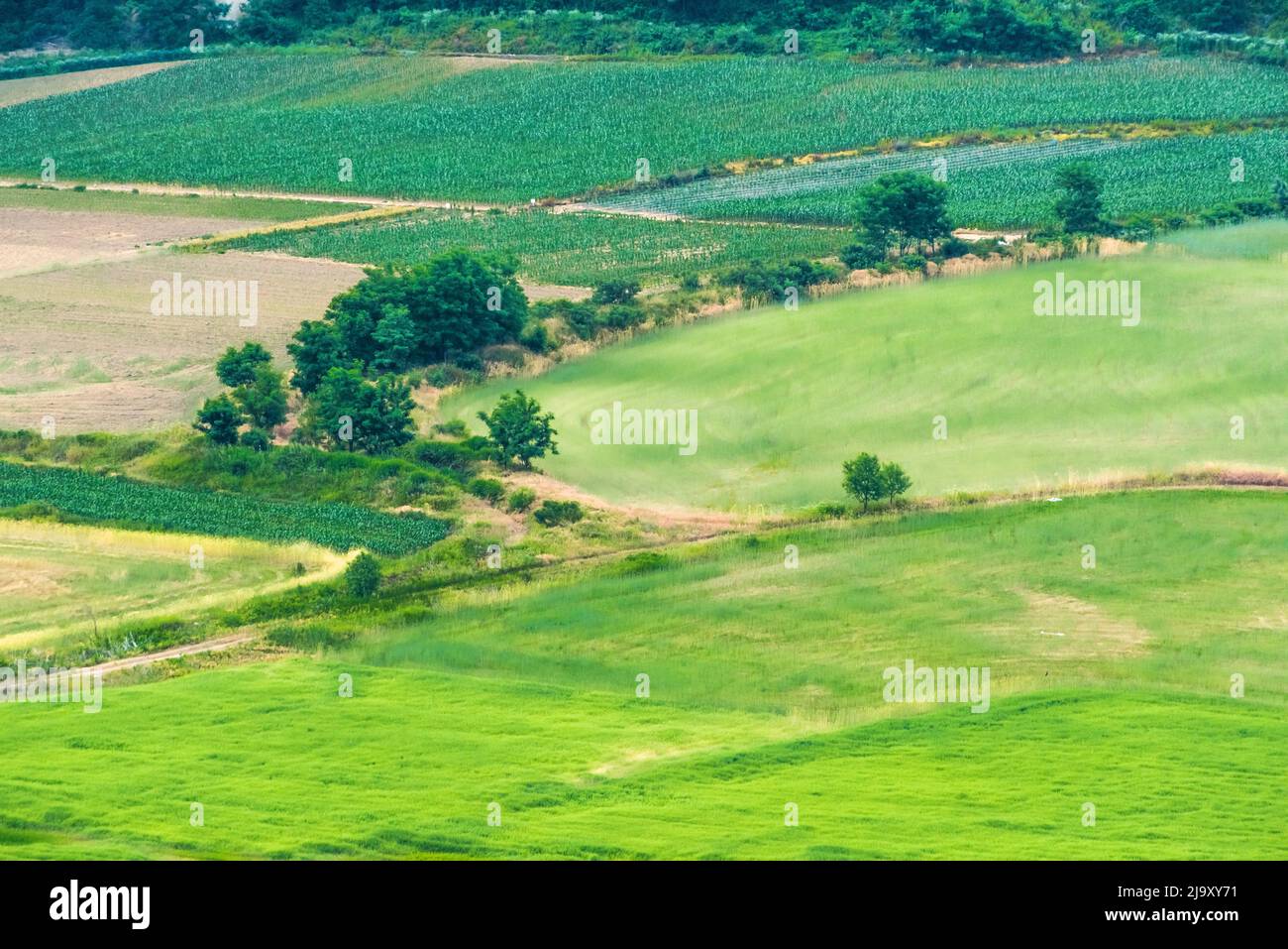 Wunderschöne ländliche Landschaft, Avena Sativa, Hafergrün am Flussufer. Stockfoto