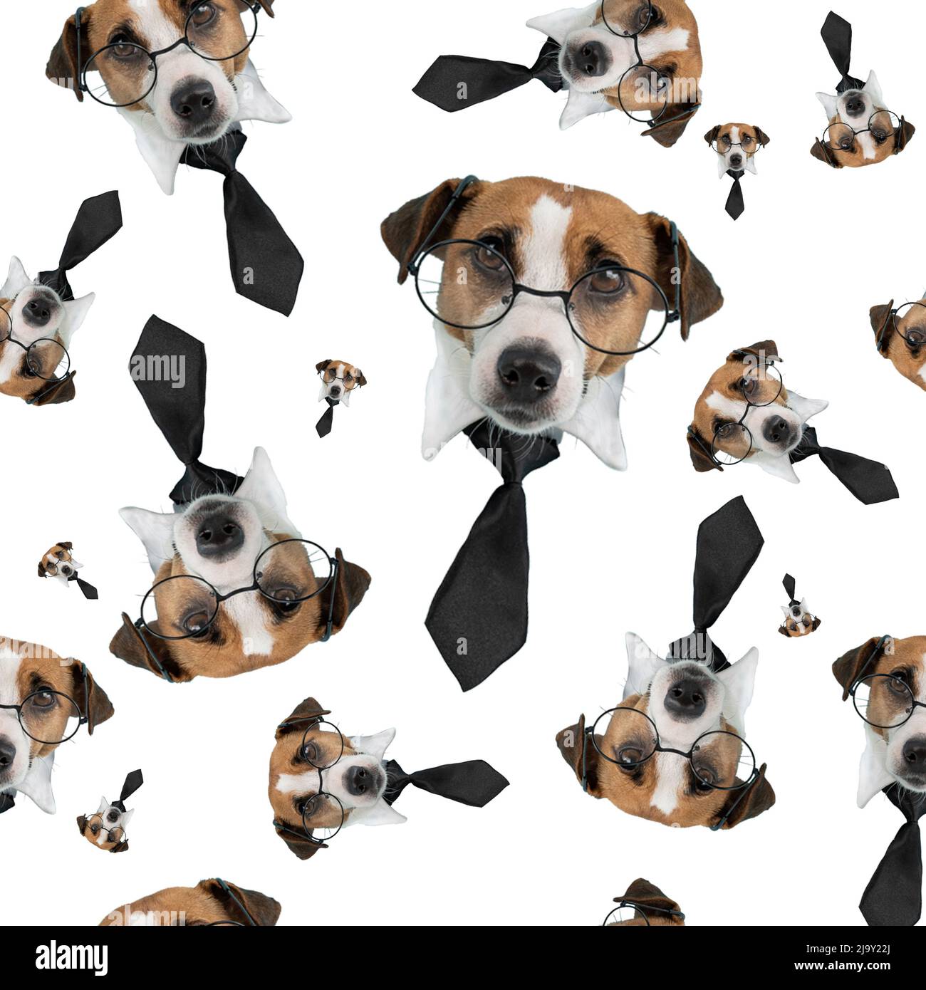 Schnauze eines Jack Russell Terrier Hundes mit Brille und Krawatte auf weißem Hintergrund. Isolieren. Nahtloses Muster. Stockfoto
