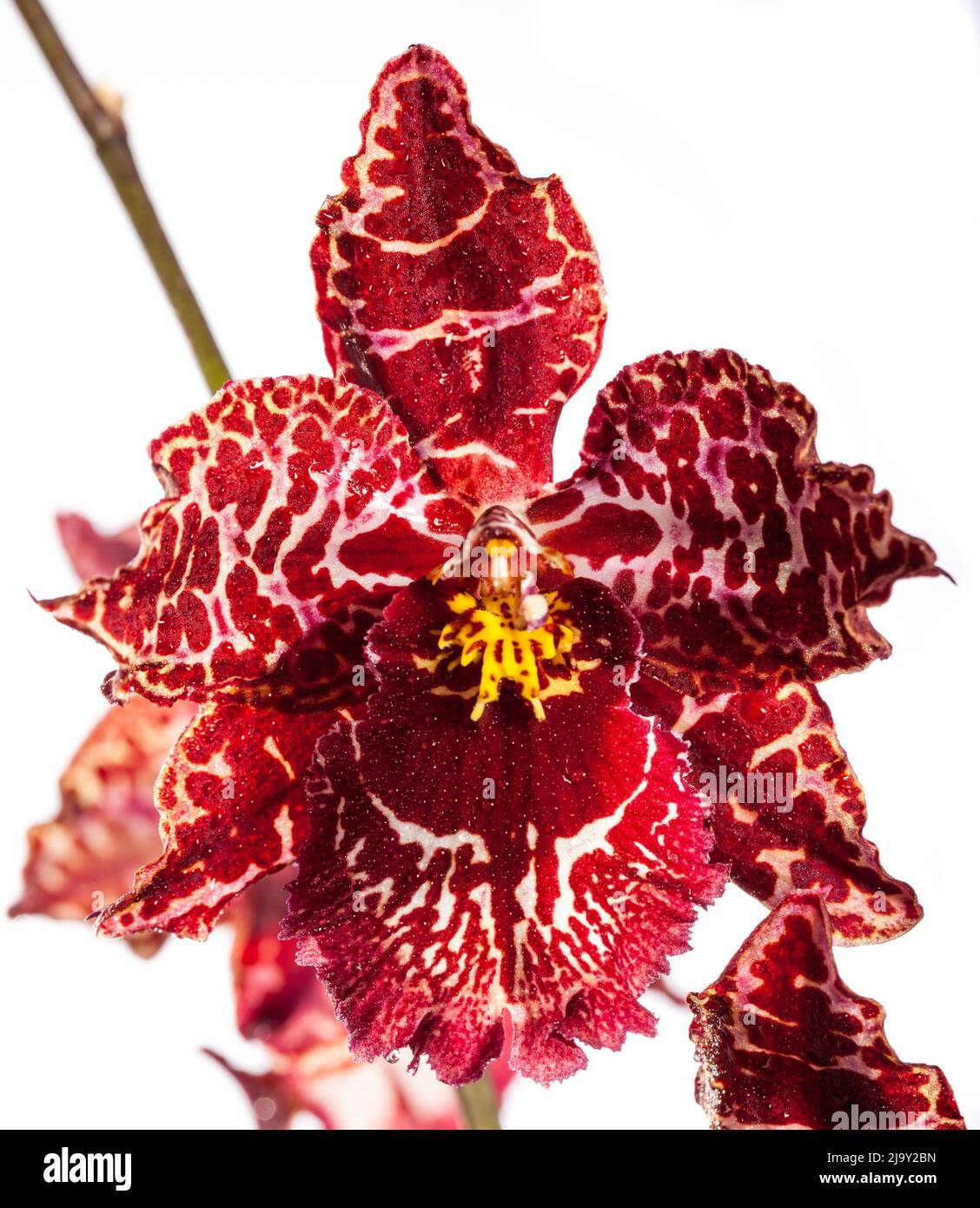 Cambria Orchidee, Cambria (× Cambria) Stockfoto