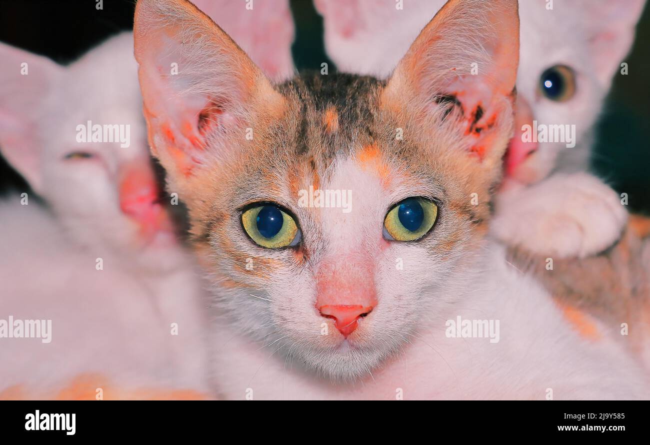 Nahaufnahme der niedlichen Katzenfamilie, Katzen Rasse von indien Stockfoto