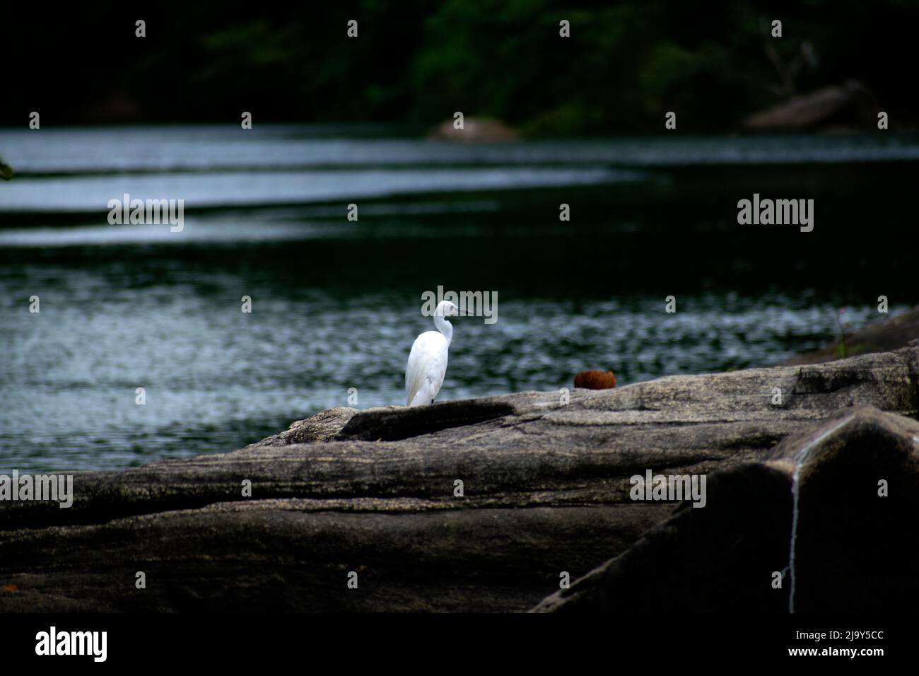 Reiher Vogel Stockfoto