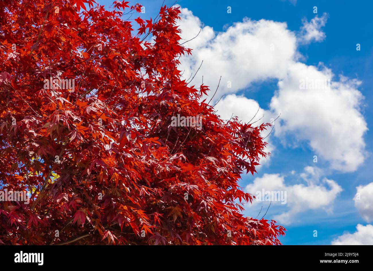 Japanischer Ahorn am blauen Himmel Hintergrund. Roter japanischer