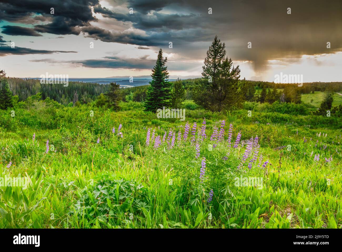 Landschaftlich reizvolle Aussicht mit herannahenden Stürmen auf der Straße zum Bishop Mountain Lookout, Targhee National Forest, Island Park, Fremont County, Idaho, USA Stockfoto