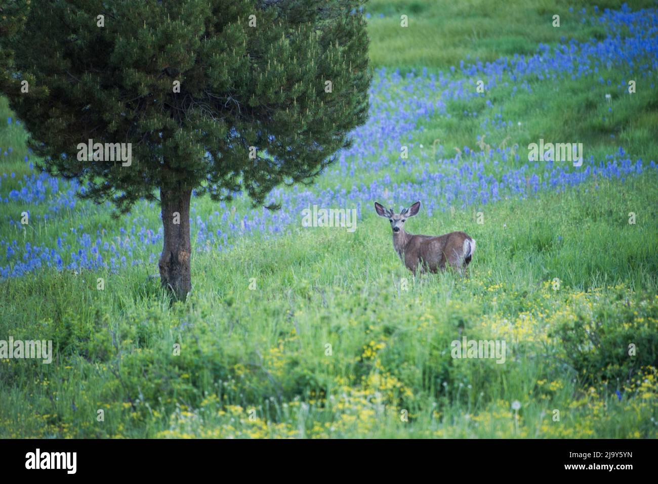 Im Frühling, Mesa Falls Scenic Byway, Island Park, Fremont County, Idaho, USS, blüht im Hochgras der Maultierbock aus Samt und die Kamas blühen Stockfoto