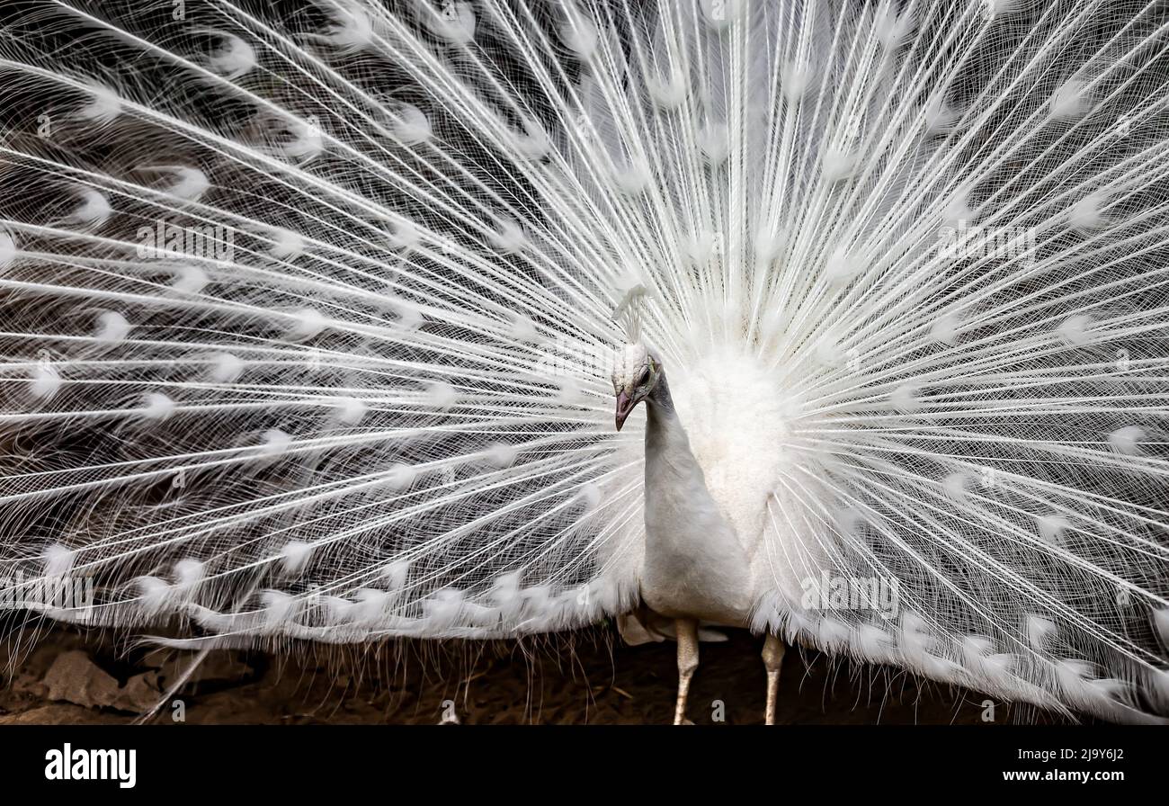 Der weiße Pfau spreizte seinen Schwanz Stockfoto