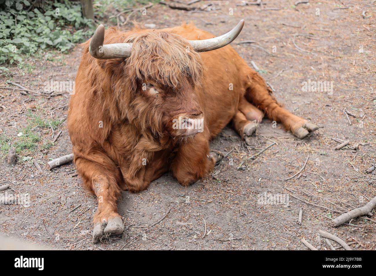 Highland, schottische Kuh brüten mit langen schönen Hörnern und langen braunen Haaren Stockfoto