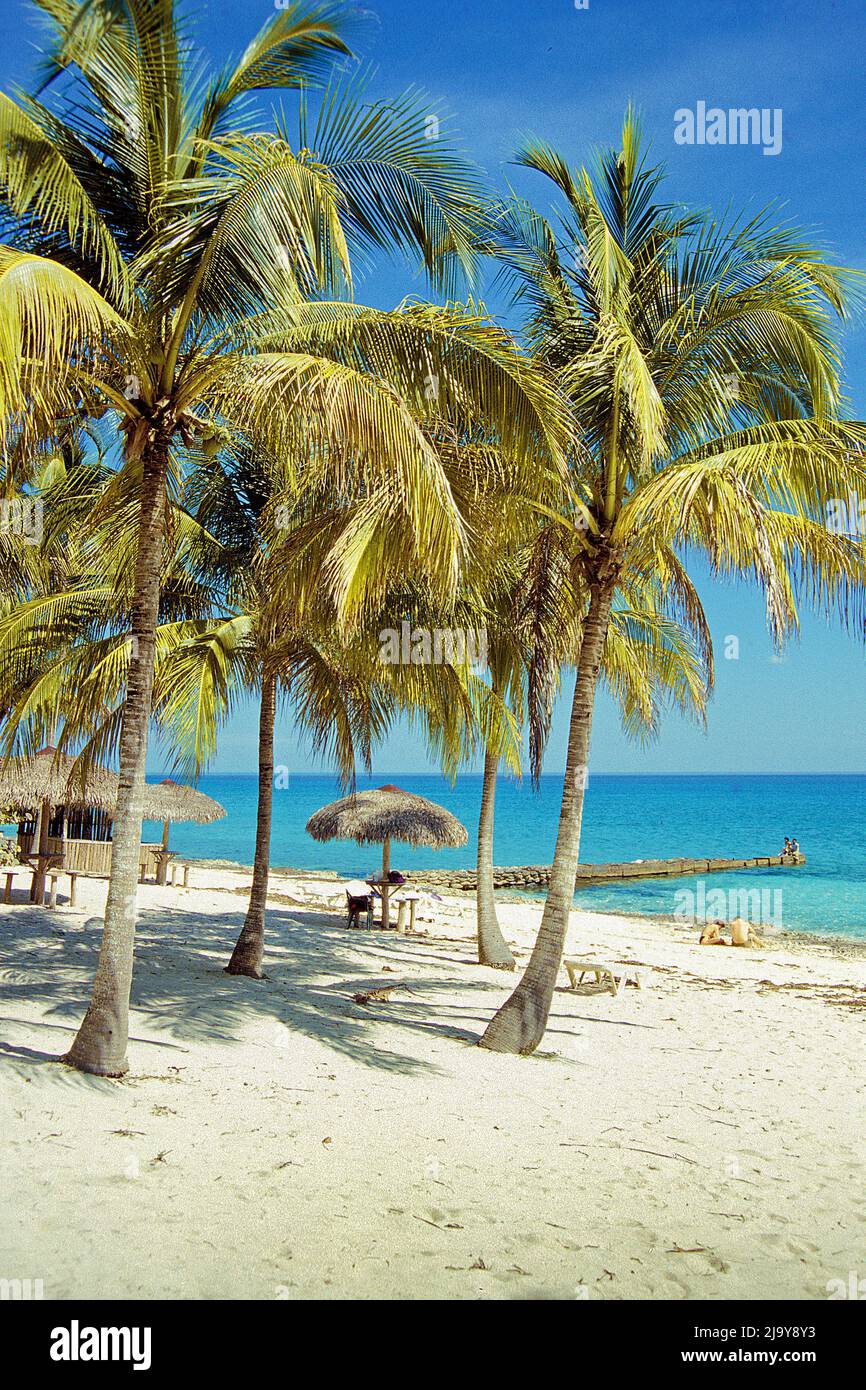 Palmen an der Strandbar des Maria la Gorda Resorts, Pinar del Rio, Stockfoto