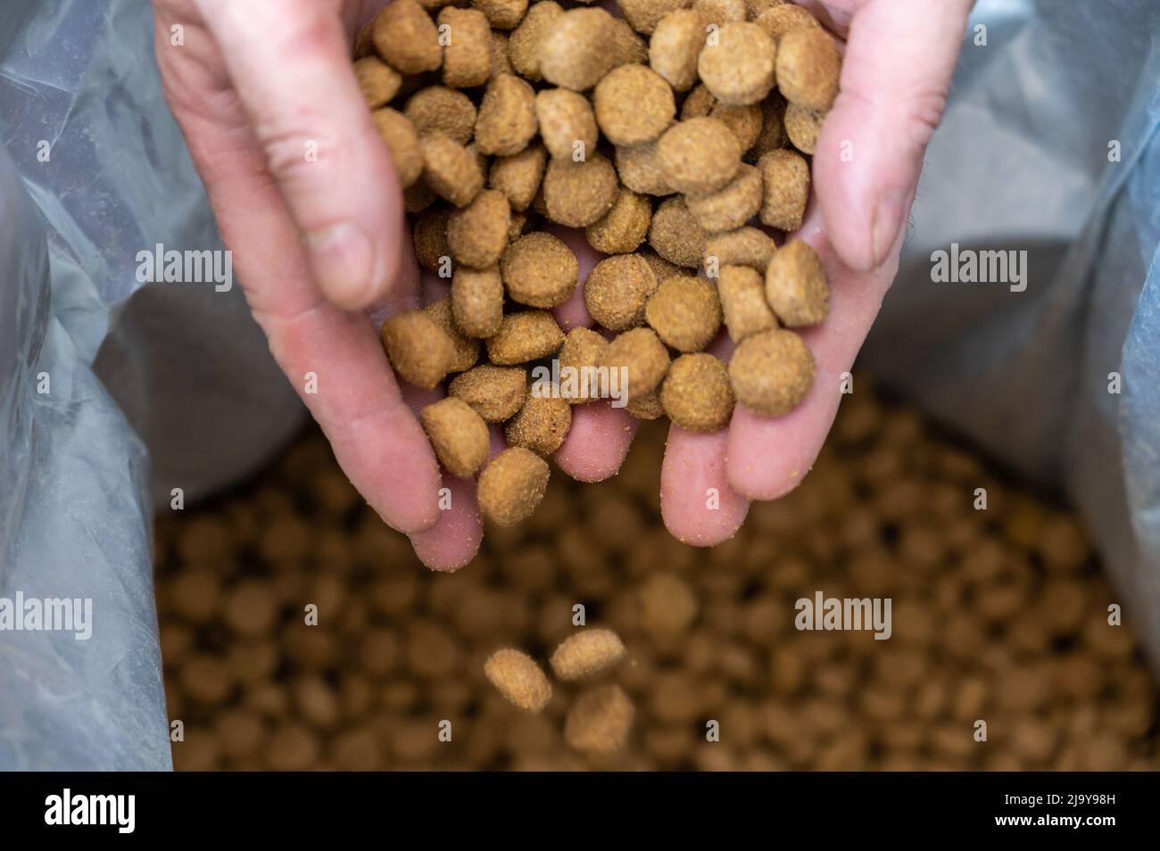 Pellets aus Hundefutter verschüttet aus den Händen der Männer. Die Hände eines Mannes mittleren Alters halten braune runde Pellets in Handvoll. Das Essen fällt in einen offenen Beutel. B Stockfoto