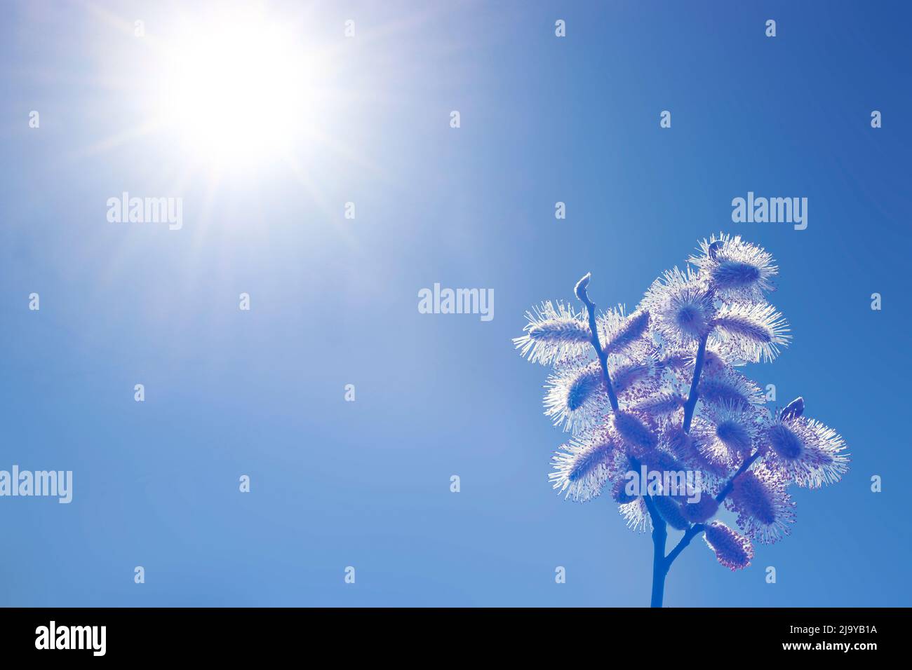 Frühling-Sommer Hintergrund blühende Weide Ast vor einem transparenten blauen Himmel. Stockfoto