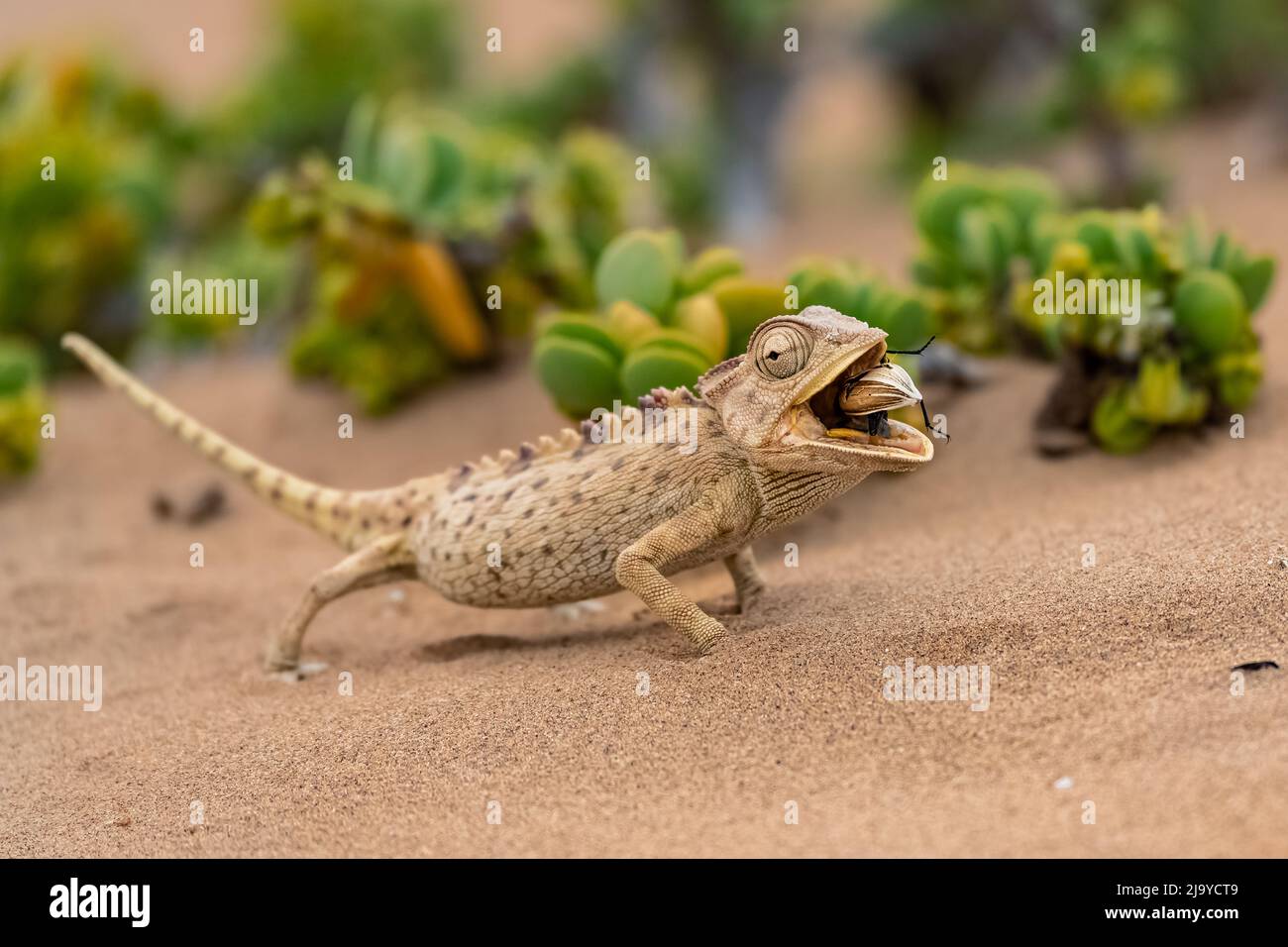 Namaqua Chameleon, Chamaeleo namaquensis, der in der Namib-Wüste einen Käfer frisst Stockfoto