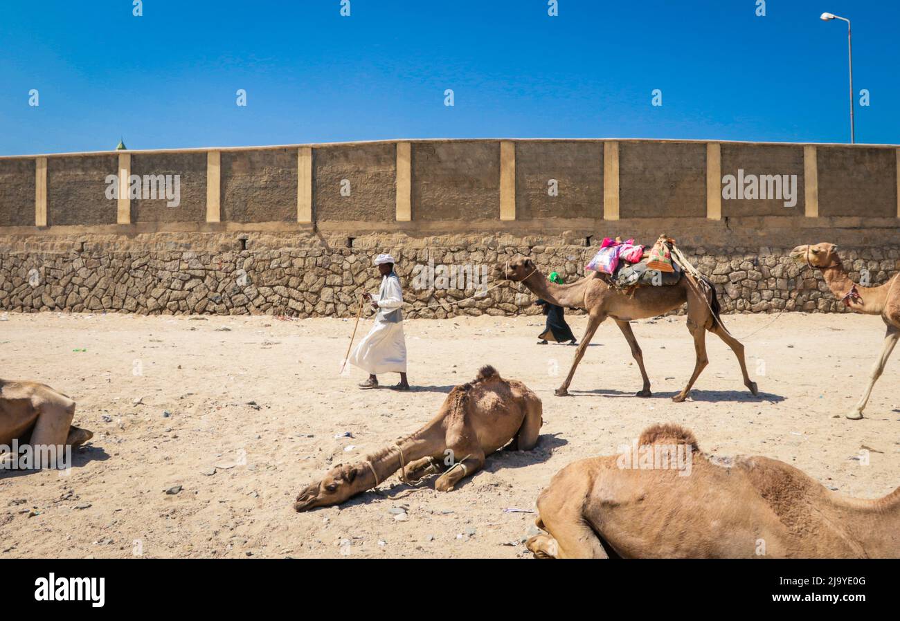 Kamelverkäufer in traditioneller eritreischer Kleidung auf dem Tiermarkt Stockfoto