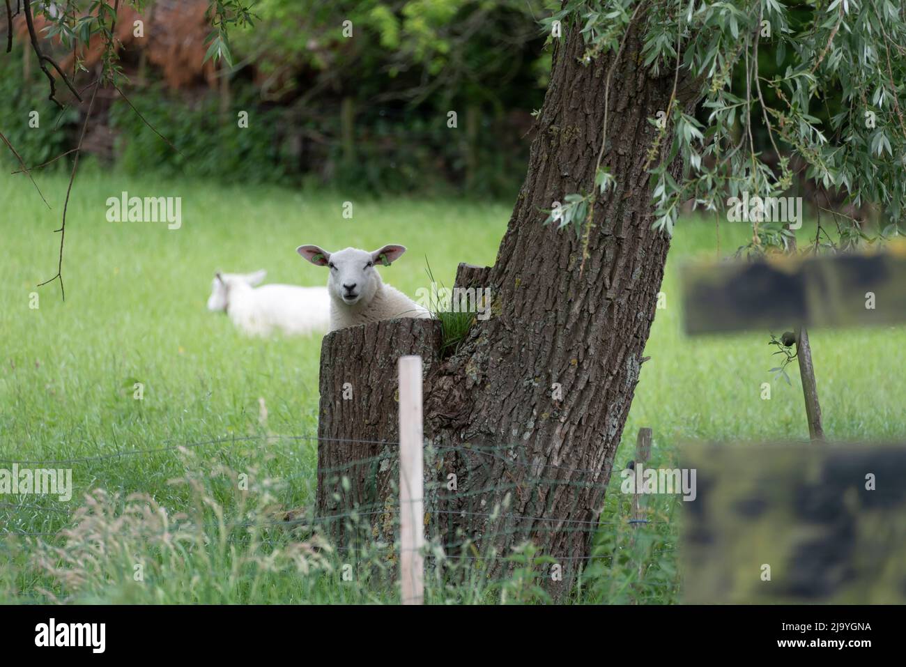 Ein Schaf steht neugierig hinter einem Baumstamm. Stockfoto