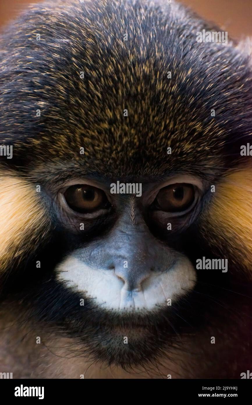Schnurrbart Affenportrait bei schwachem Licht.Nahaufnahme des Gesichts. Stockfoto