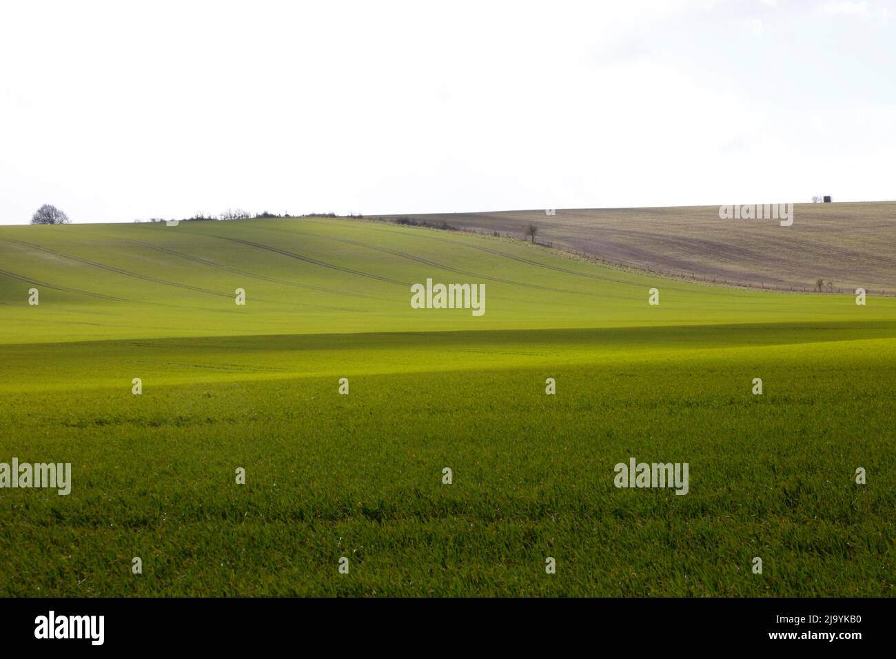 Idstone Down, Lambourn Downs, Oxfordshire, England, Großbritannien Stockfoto