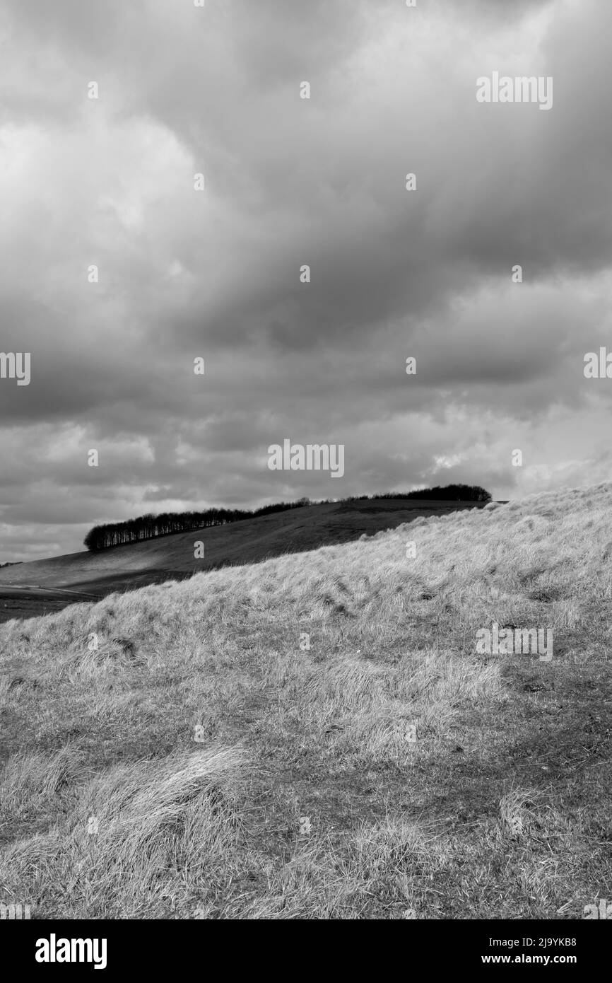 Crowberry Tump aus Kingstone Down, Lambourn Downs, Oxfordshire, England, Großbritannien Stockfoto