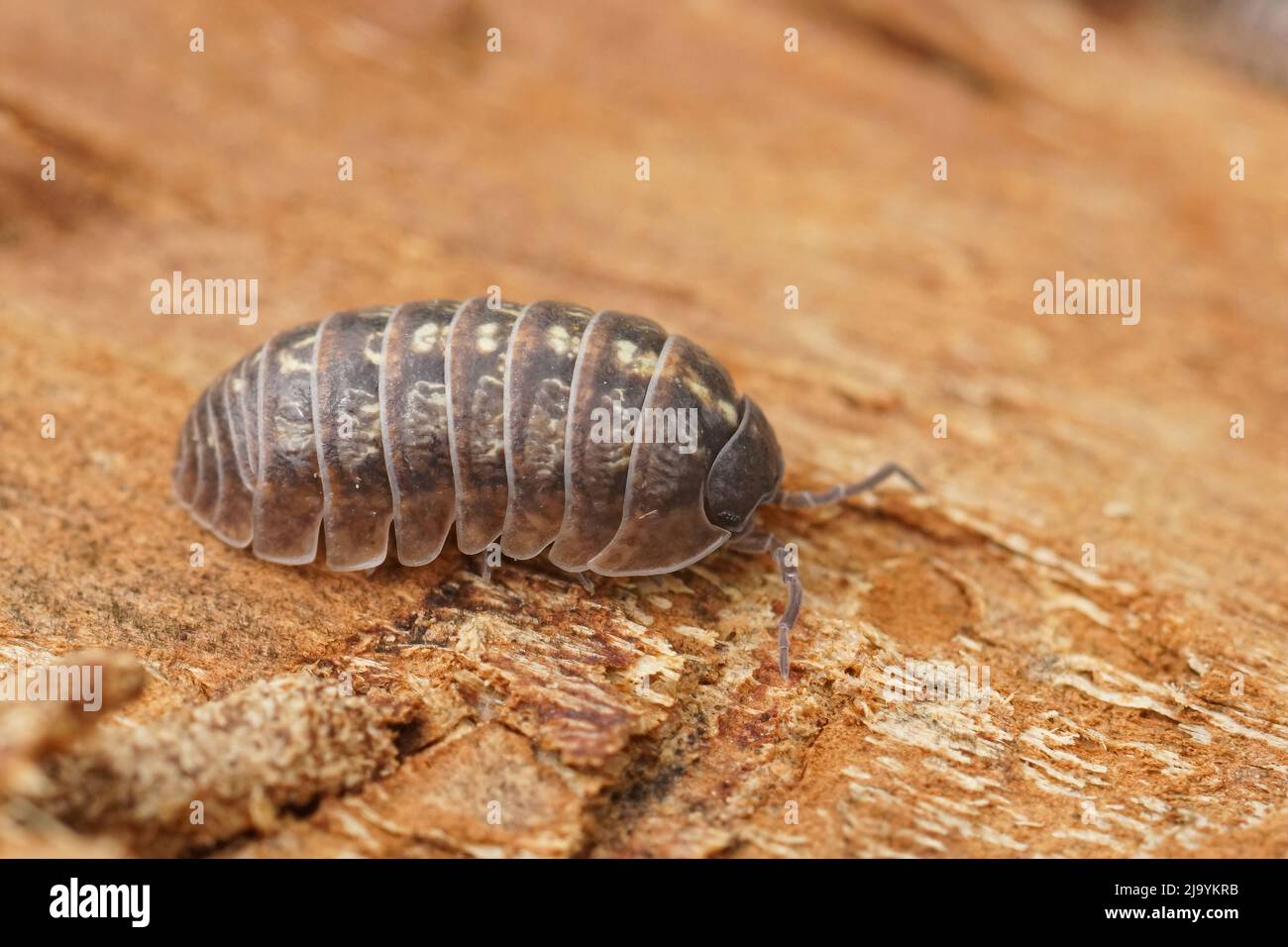 Nahaufnahme von gewöhnlicher Pillenwanze, gewöhnlicher Pillenwanze, Armadillidium vulgare, die auf einem Stück Holz auf dem Feld sitzt Stockfoto