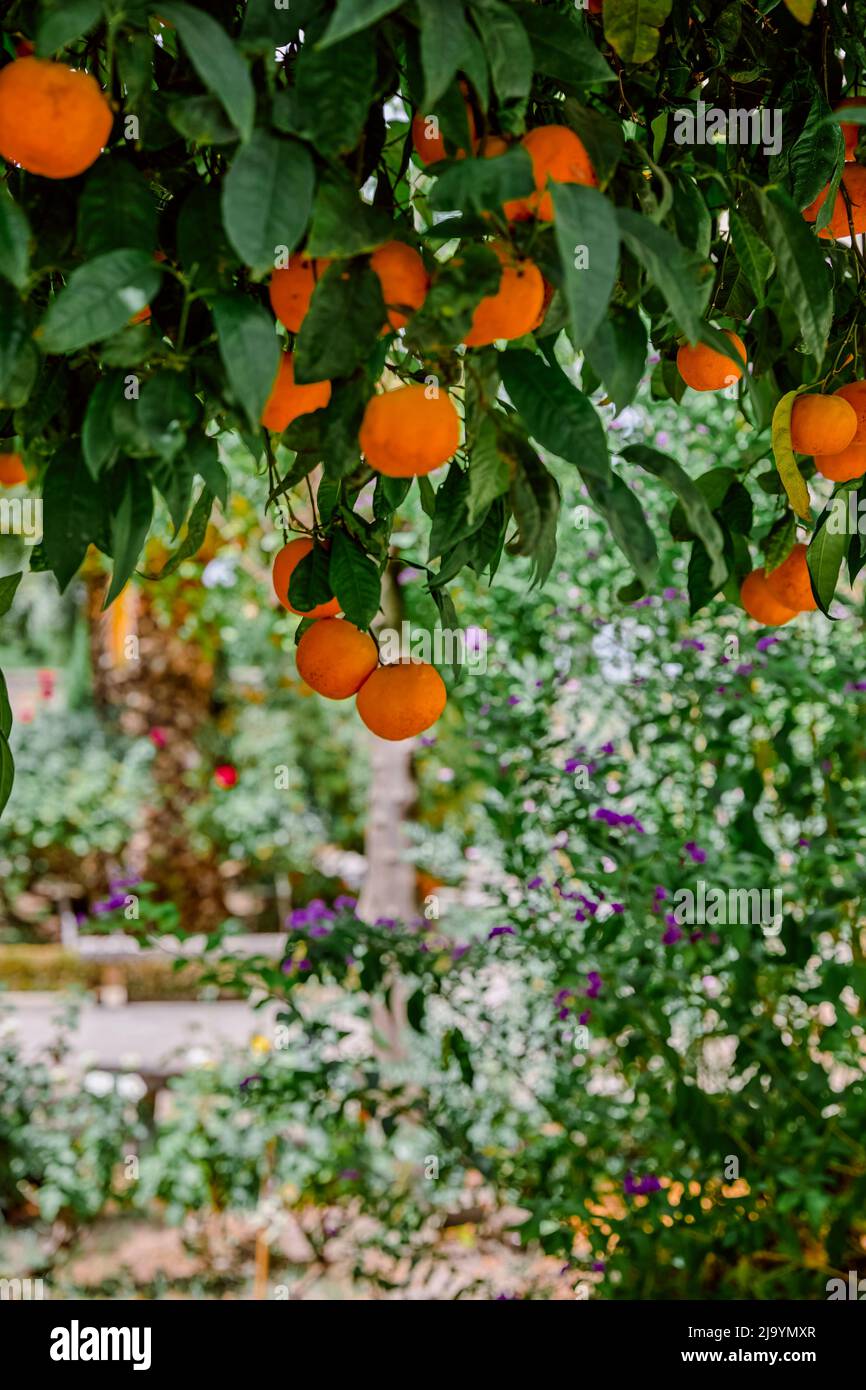 Nahaufnahme der Blätter und Orangen auf einem Orangenbaum Stockfoto