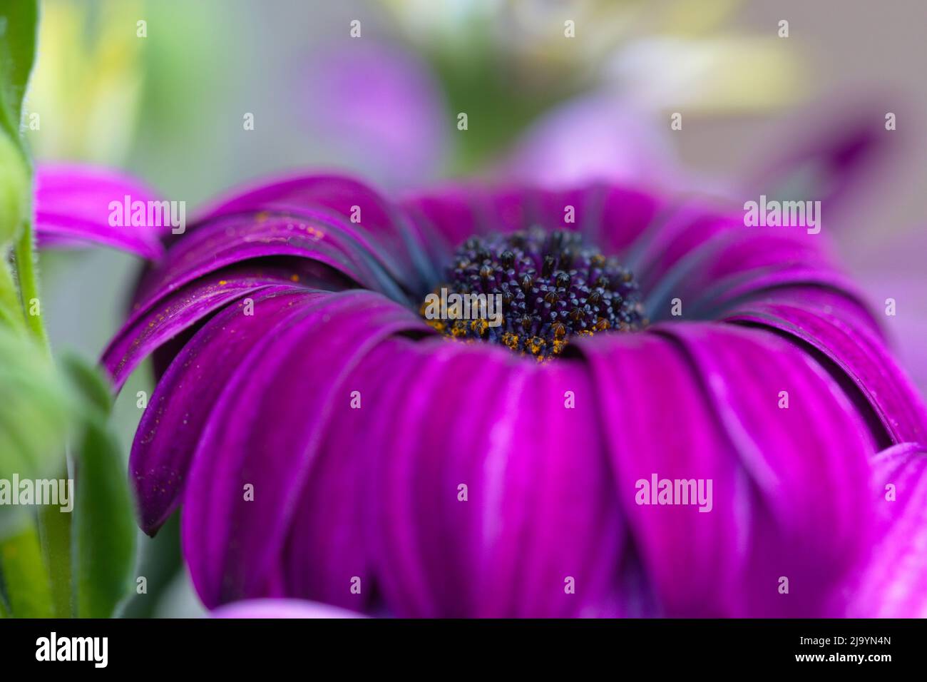 Makrofotografie einer purpurnen Gartenblume Stockfoto