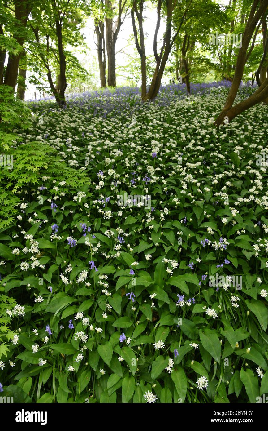 Bärlauch und Glockenblumen Stockfoto