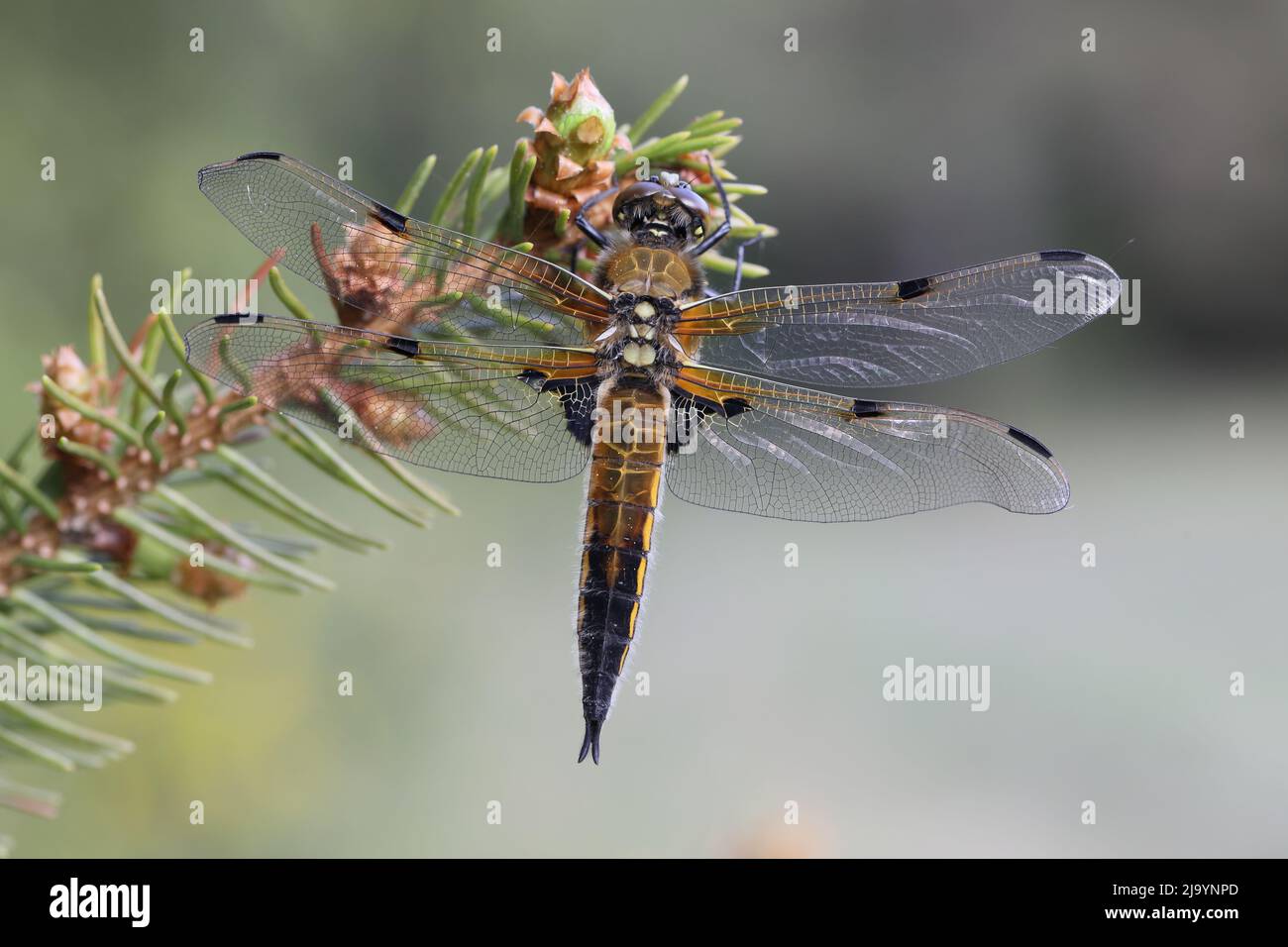 Vier-spotted Chaser (Libellula Quadrimaculata) Stockfoto