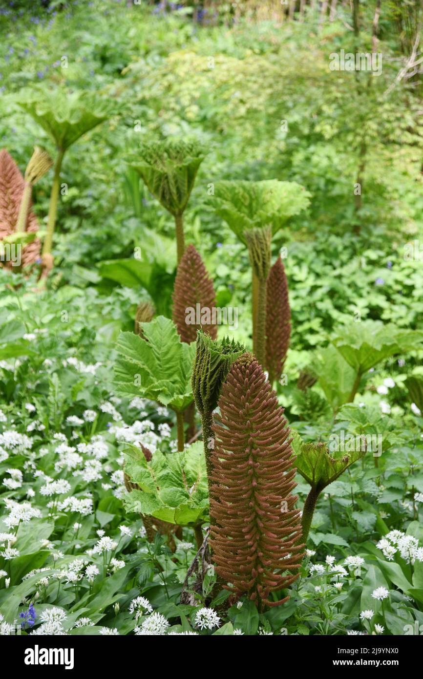 Gunnera im Wald Stockfoto