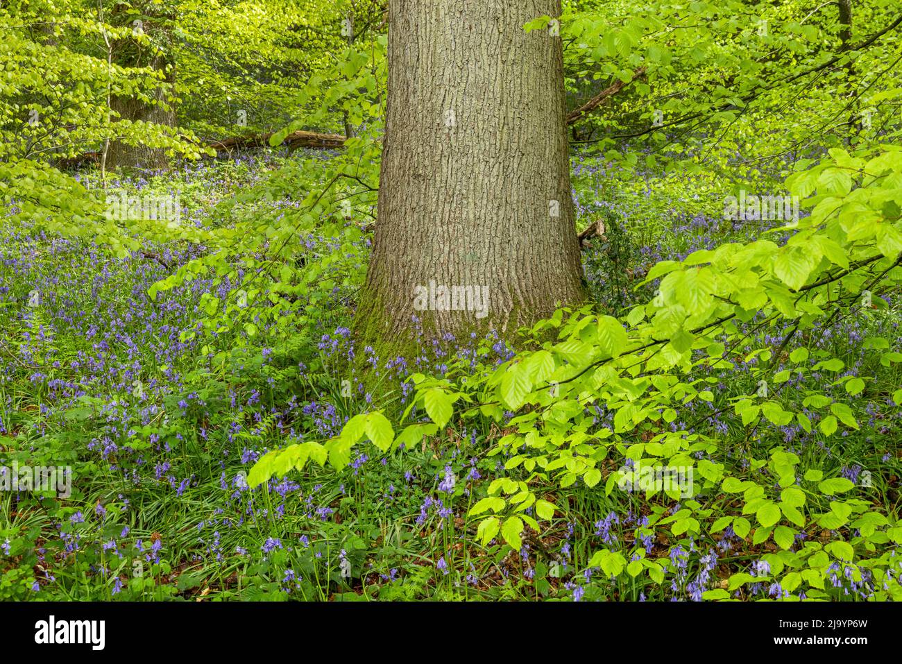 Bluebells umgeben von frischem Frühlingslaub, Stourhead, Wiltshire, England, Großbritannien Stockfoto