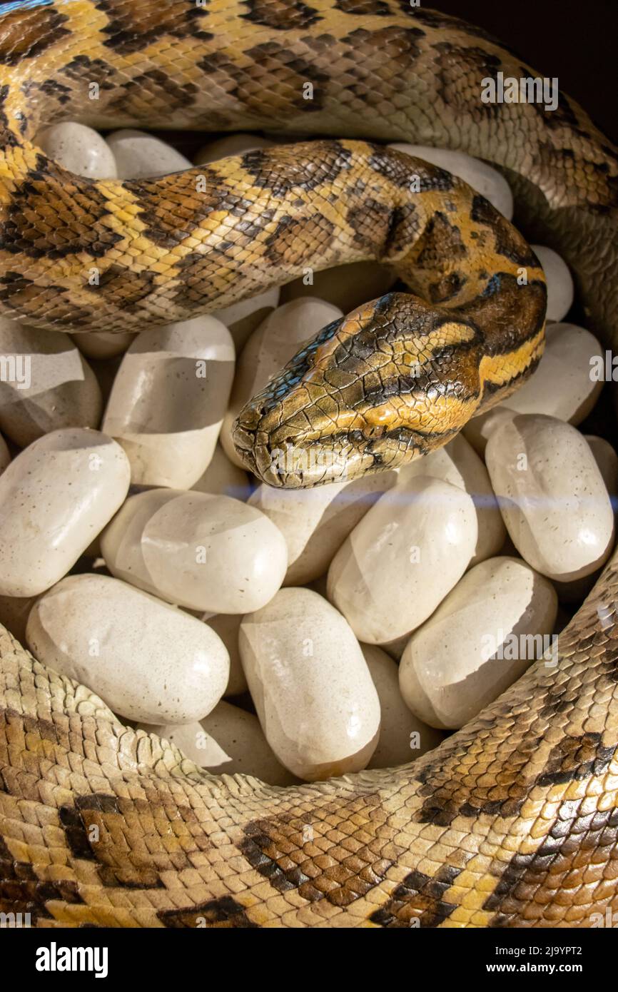 Ein Python-Modell mit Eiern im Nest Stockfoto