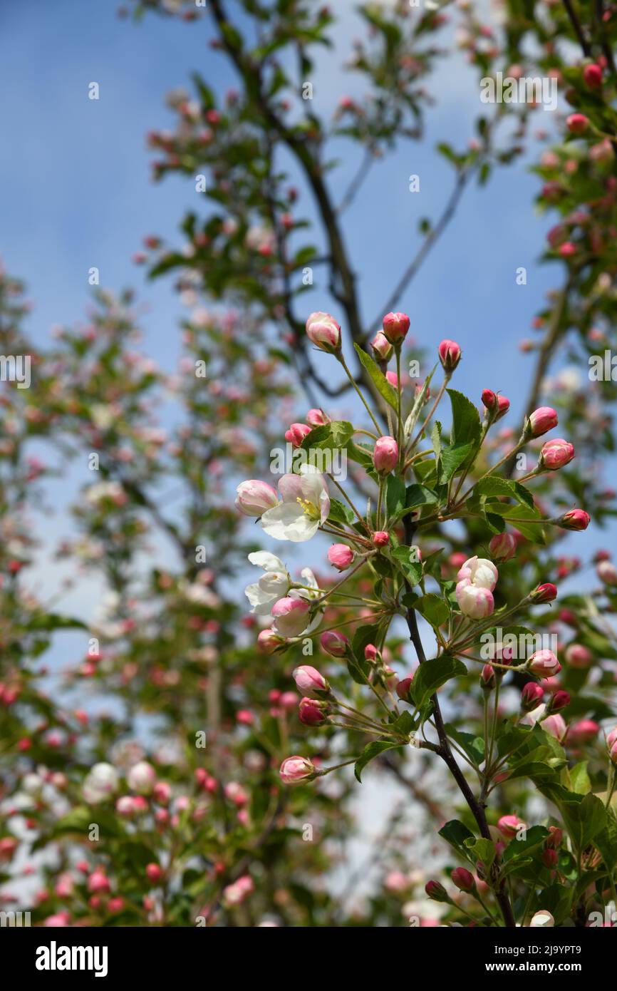 Apfelblüte Stockfoto